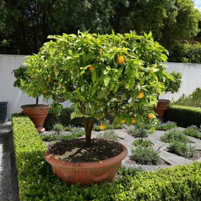 Garden plant
